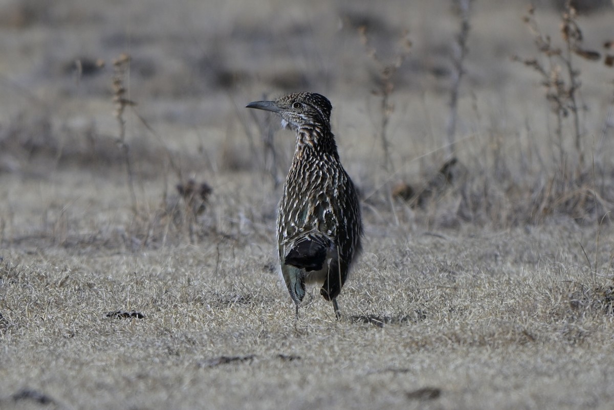 kukačka kohoutí - ML651821798