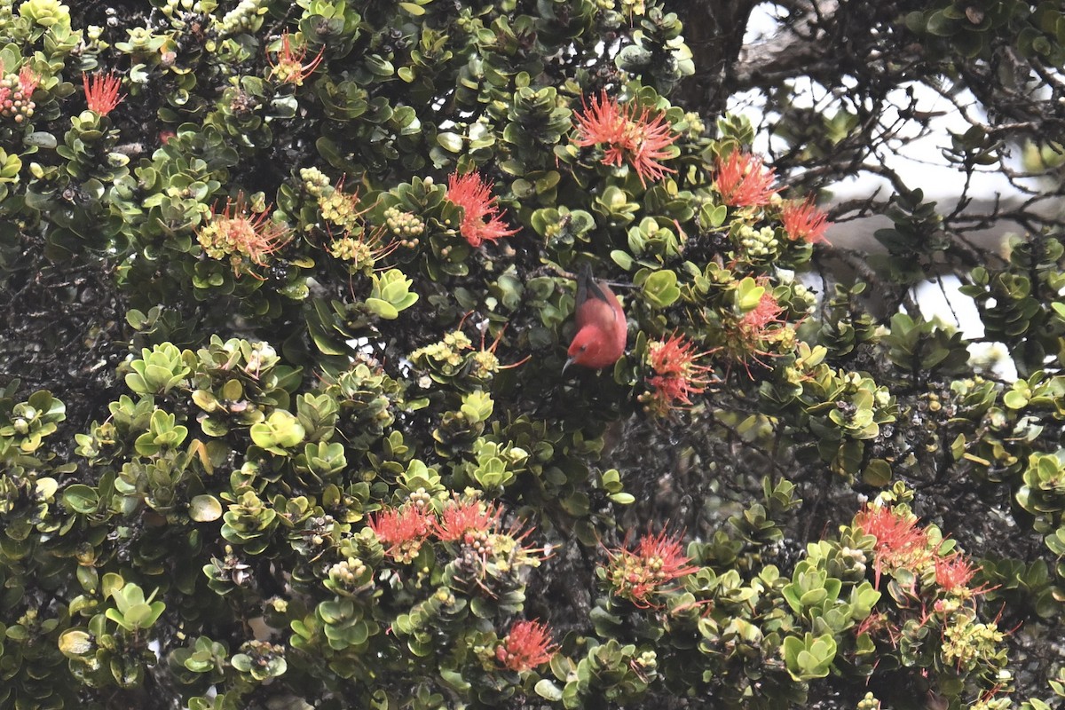 eBird Checklist - 16 Feb 2026 - Hakalau Forest NWR--Pua Akala Tract ...