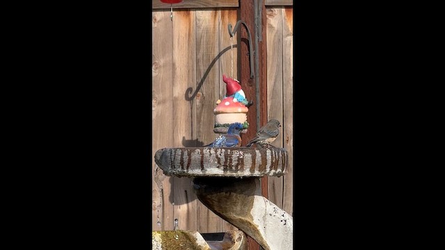 Western Bluebird - ML651822268