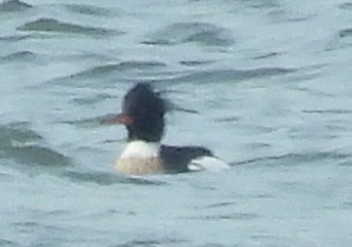 מרגון בינוני - ML651822276