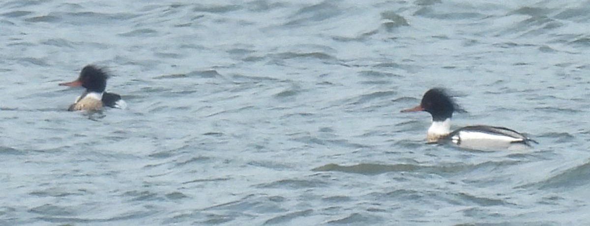 מרגון בינוני - ML651822277