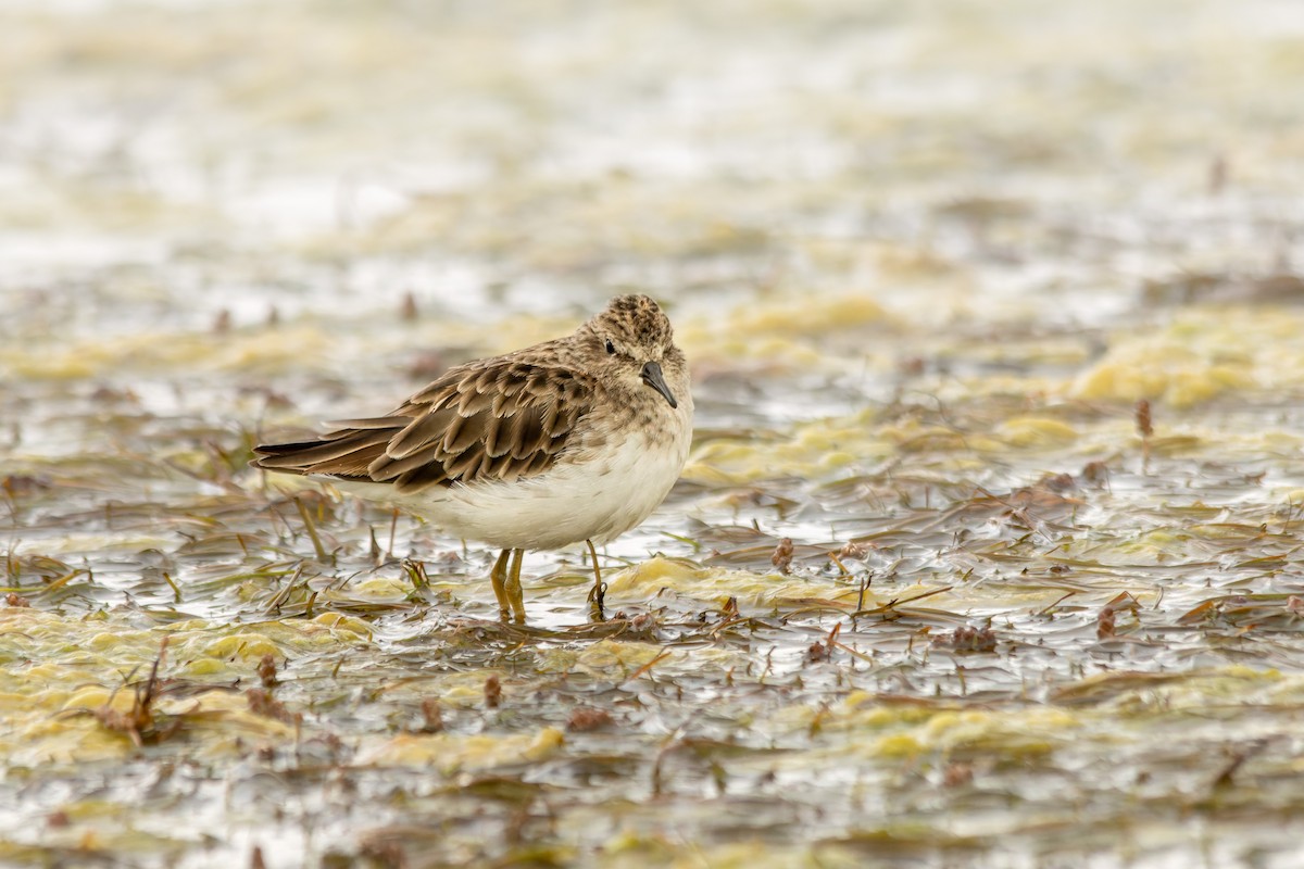 Gambecchio americano - ML651822359