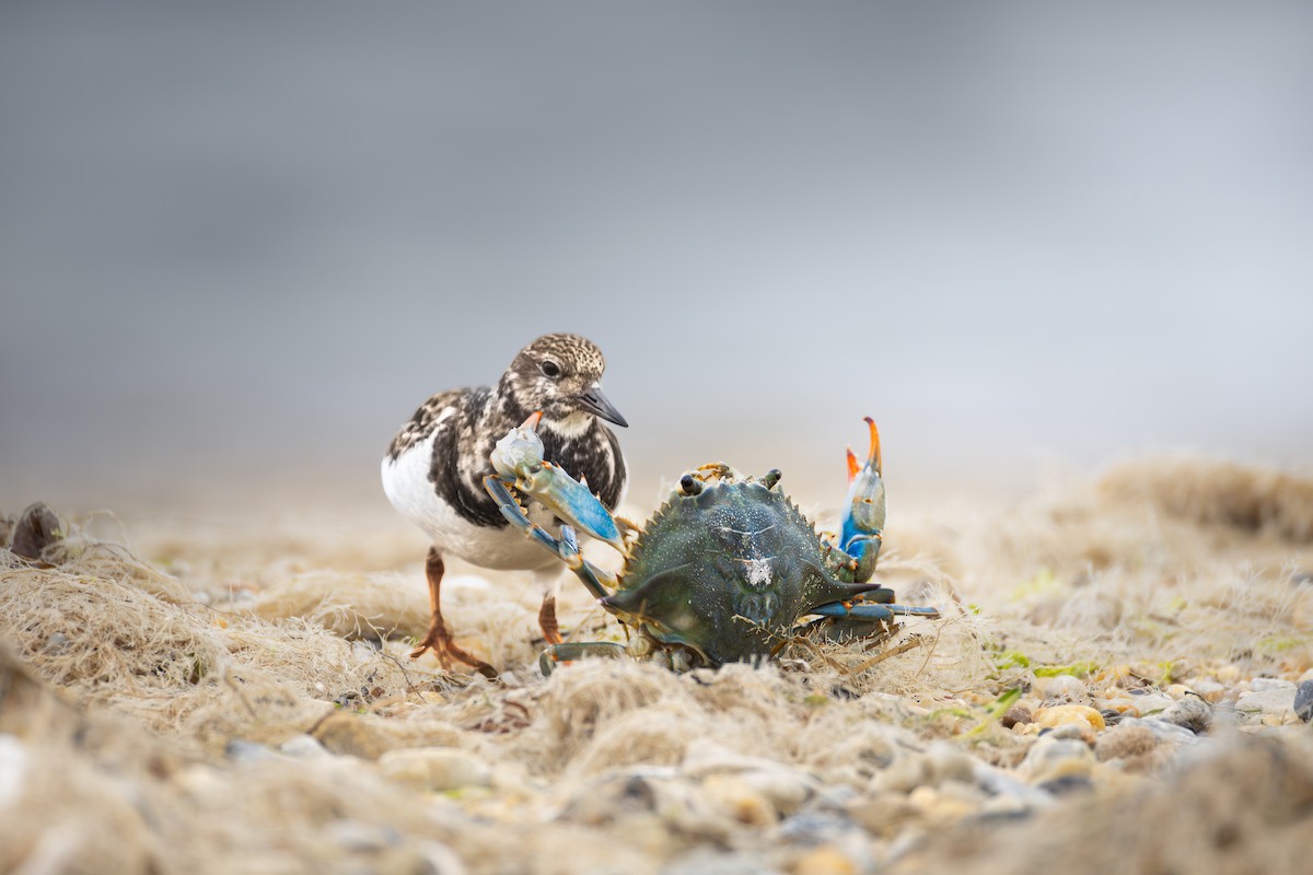 ארנריה אדמונית - ML651822762