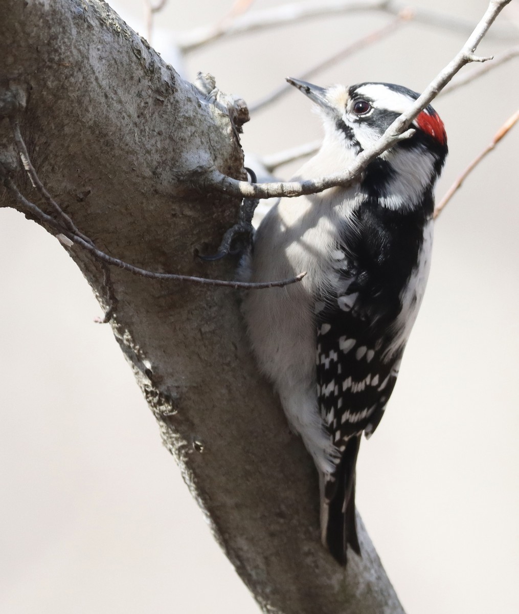 Downy Woodpecker - ML651823560