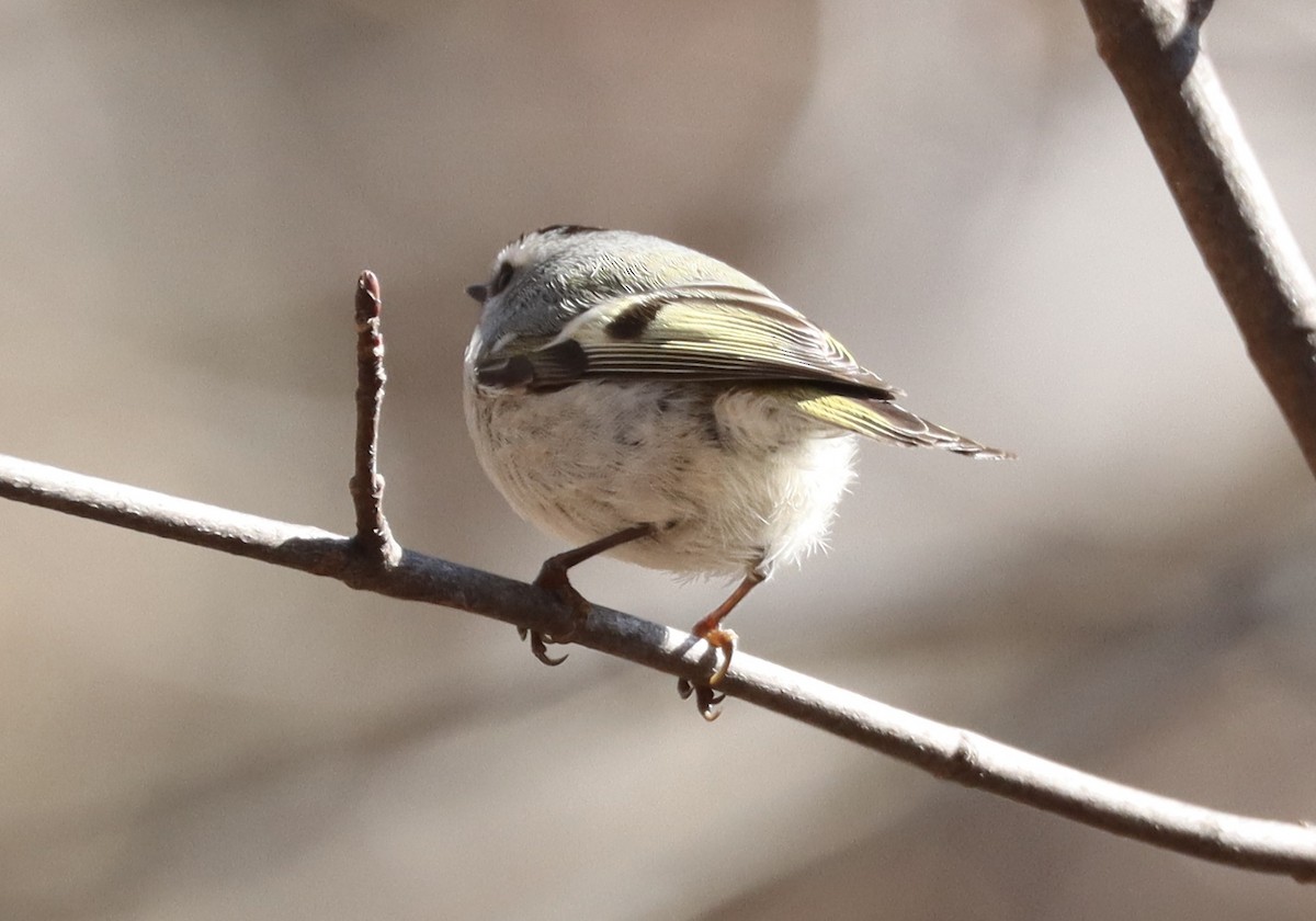Golden-crowned Kinglet - ML651823564