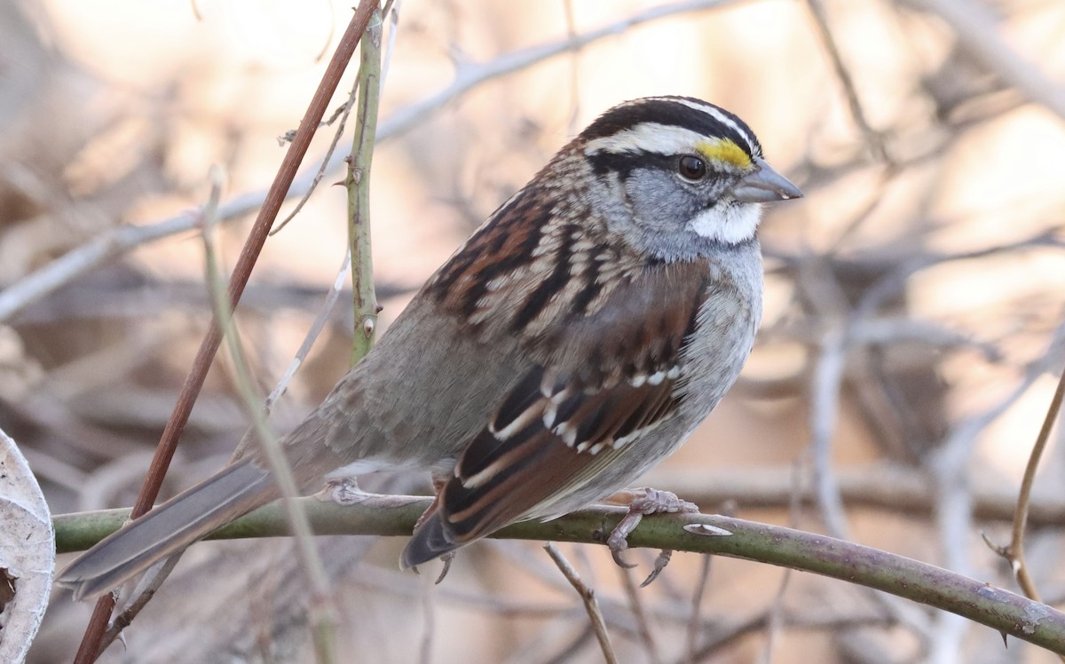 White-throated Sparrow - ML651823571