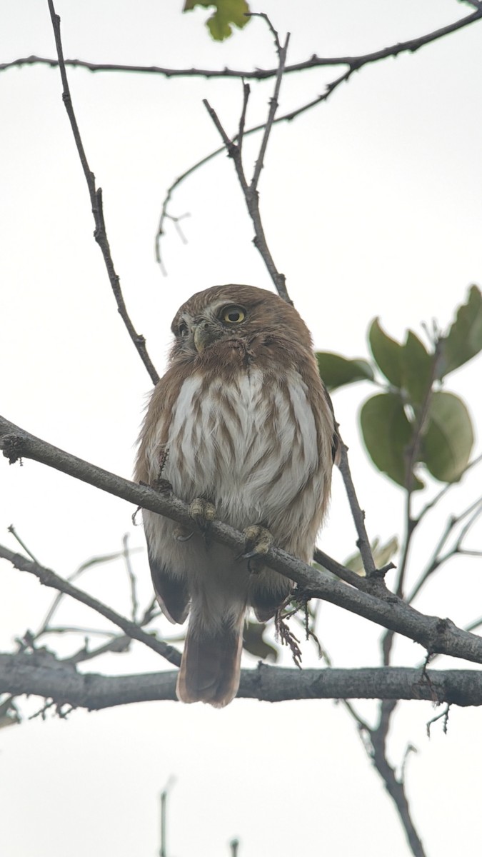 Ferruginous Pygmy-Owl - ML651823576