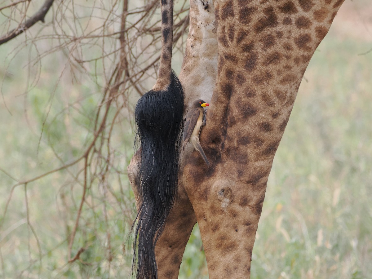 Ґедзеїд жовтодзьобий - ML651824291