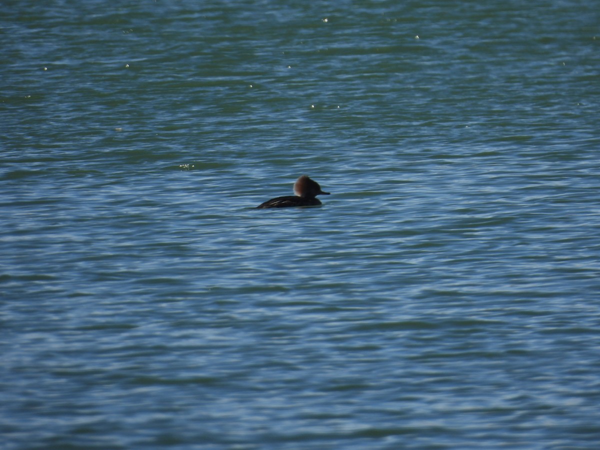 morčák chocholatý - ML651824584