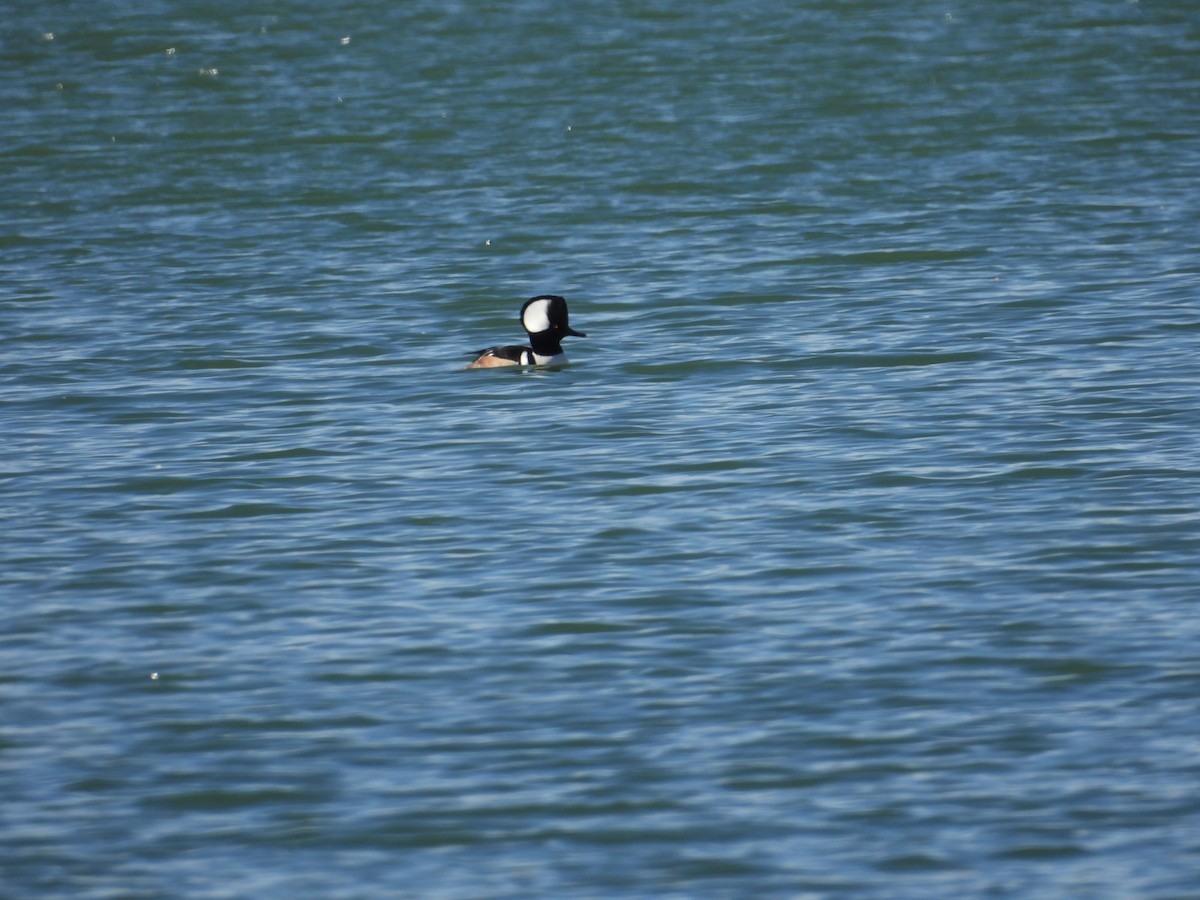 morčák chocholatý - ML651824585