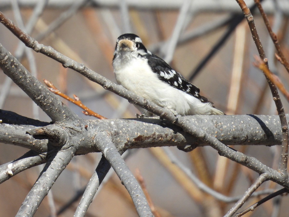 strakapoud osikový - ML651824644