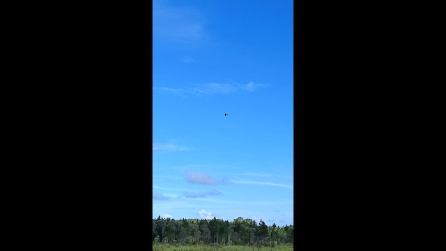 Braunbart-Rohrdommel - ML651826256