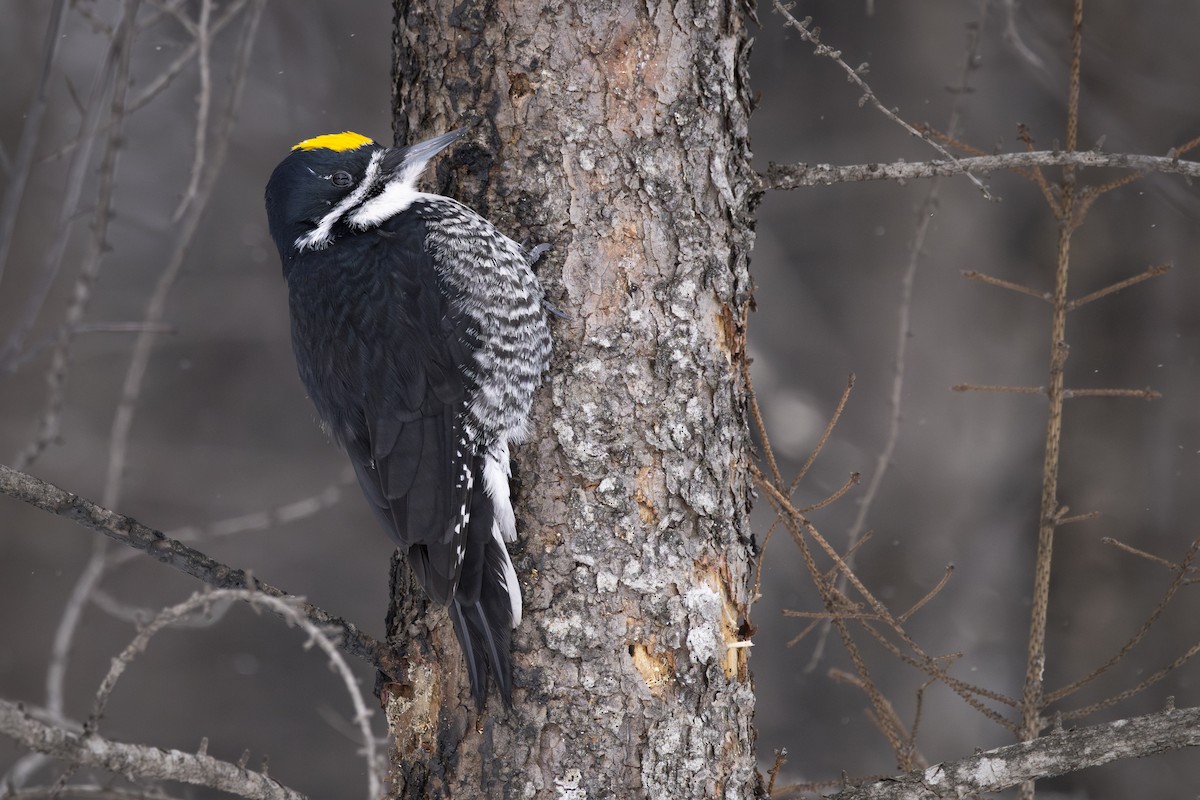 Black-backed Woodpecker - ML651827043
