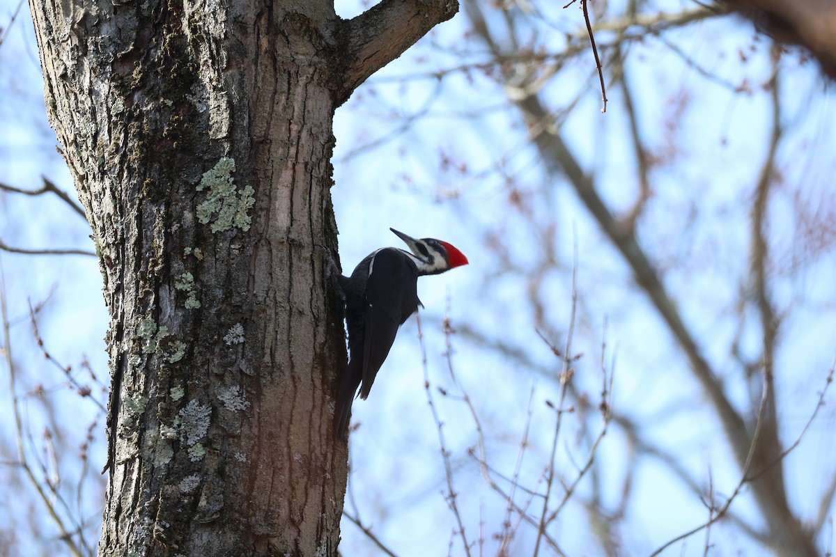 Pileated Woodpecker - ML651827077