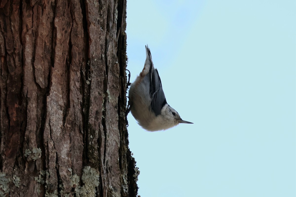 White-breasted Nuthatch - ML651827087