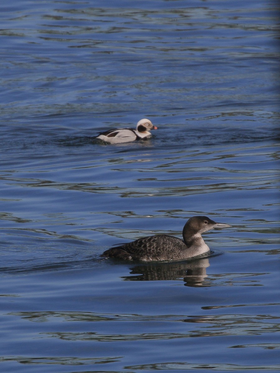 Strolaga maggiore - ML651829138