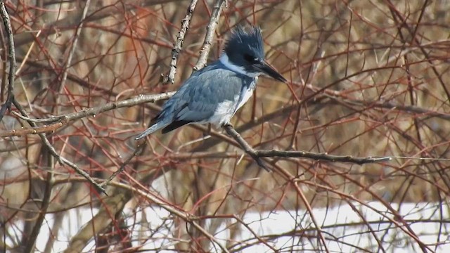 שלדג אמריקני - ML651829743