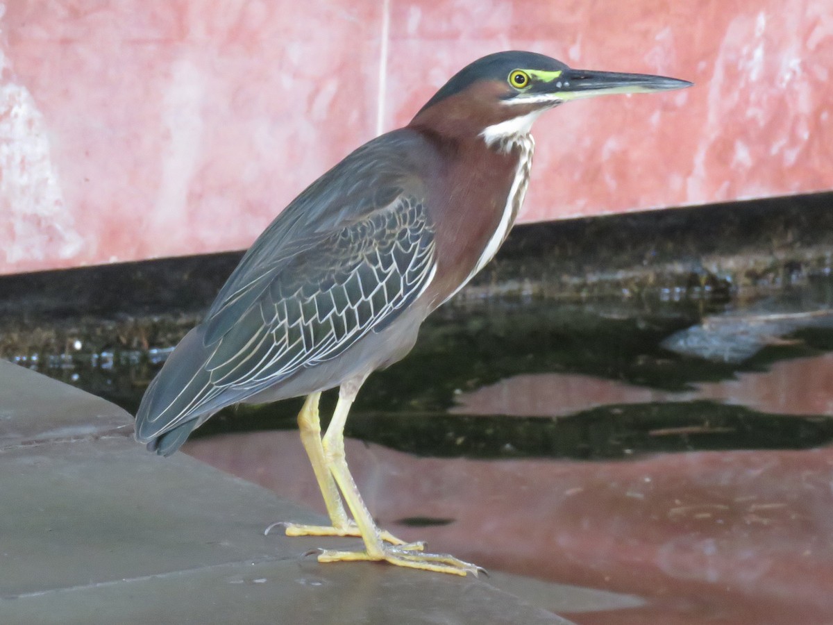 Green Heron - ML651829845
