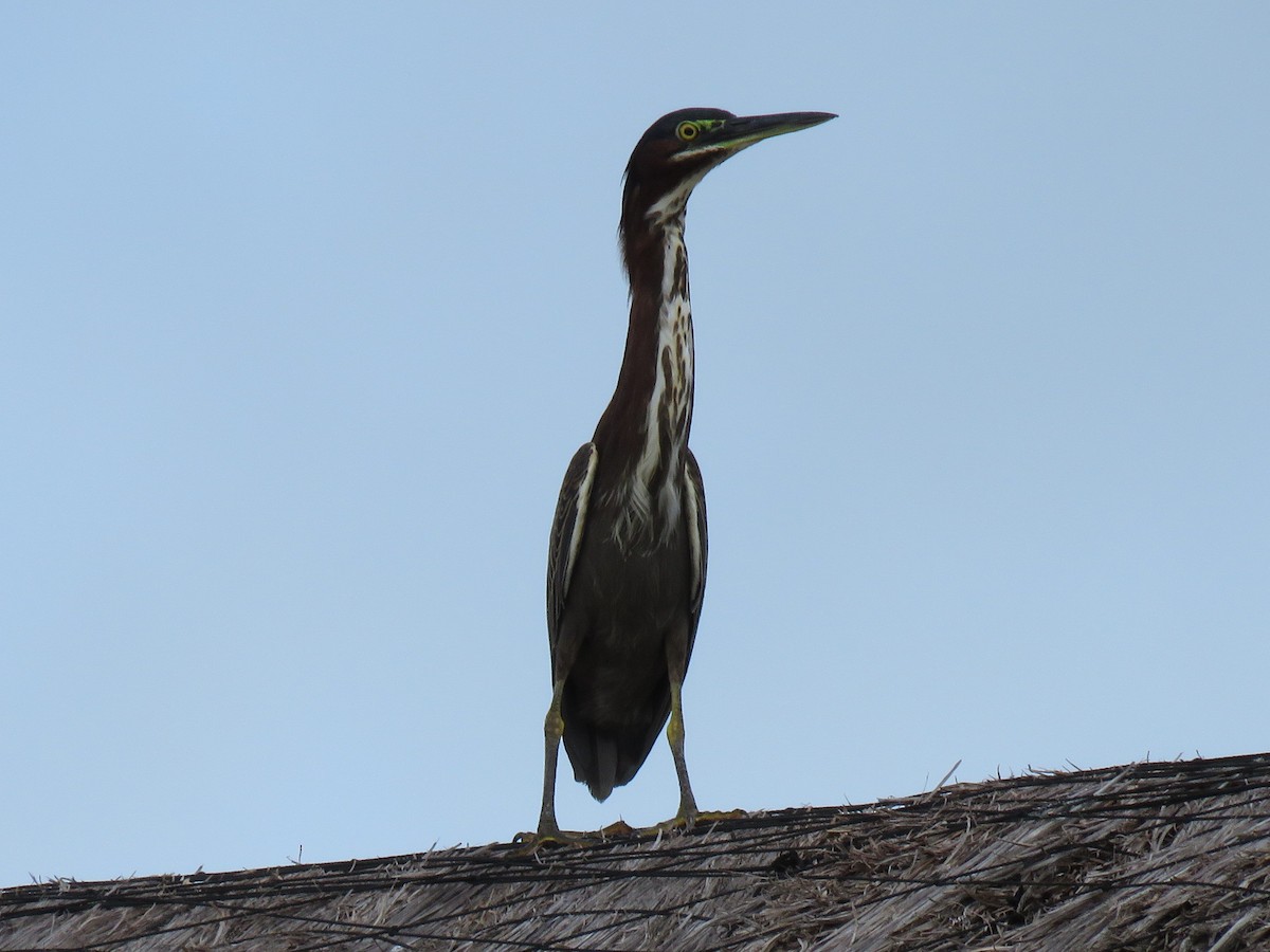 Green Heron - ML651829860