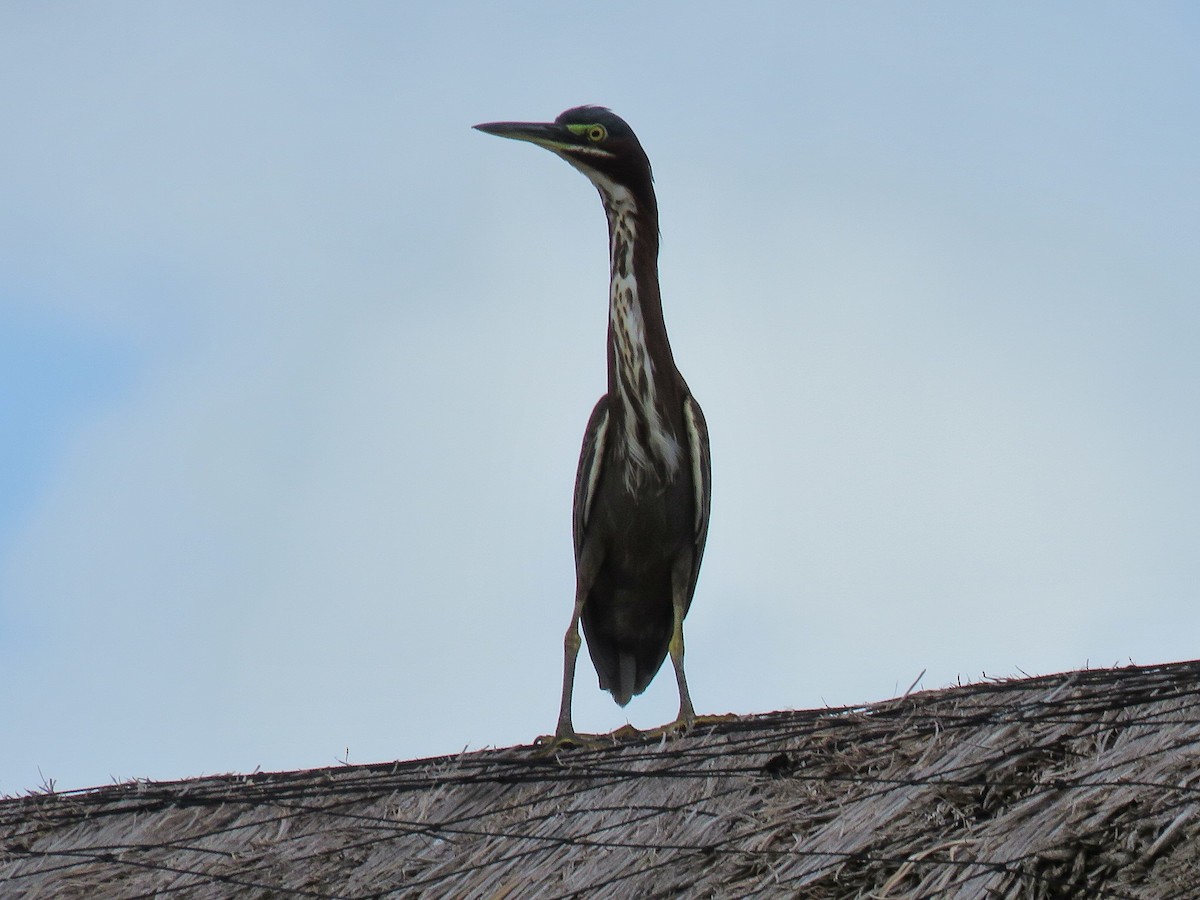 Green Heron - ML651829872