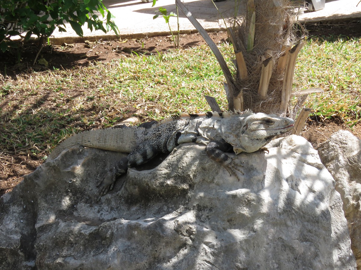 Animals - ML651829891