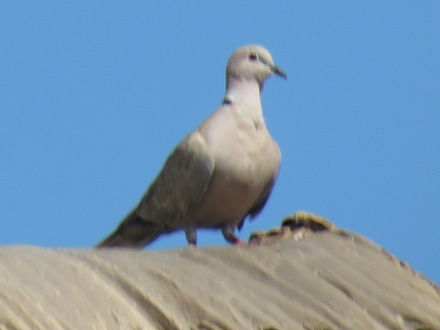 염주비둘기 - ML651829952