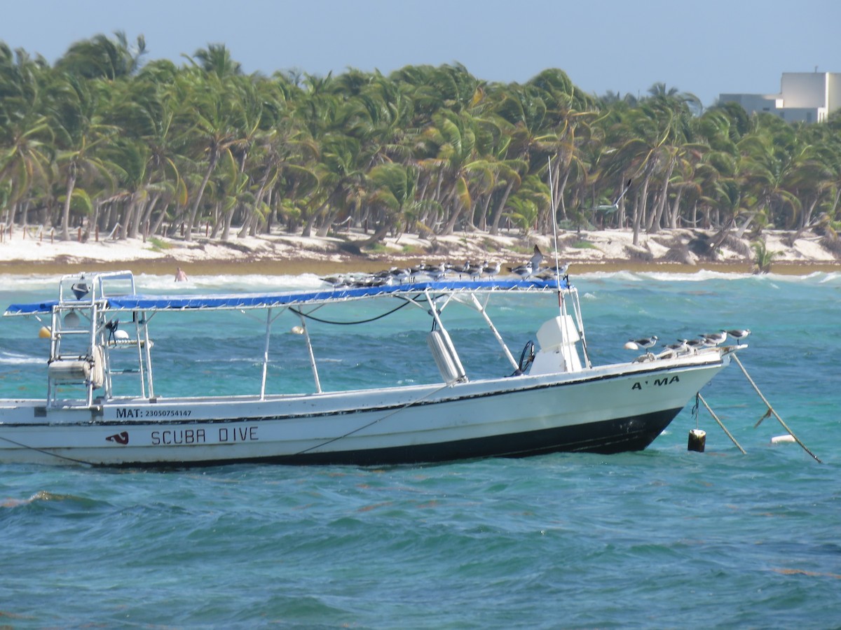 Laughing Gull - ML651829964