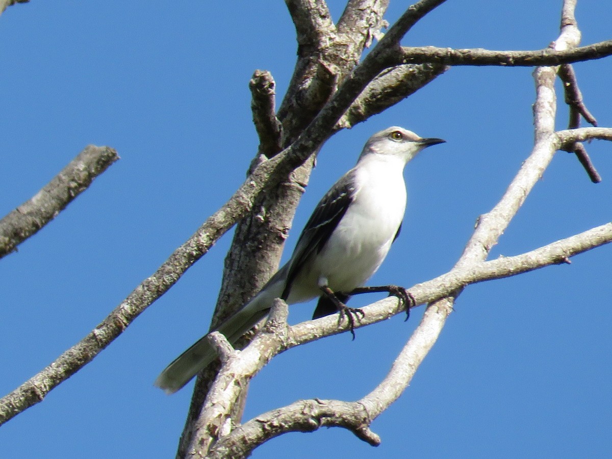 Tropical Mockingbird - ML651829972