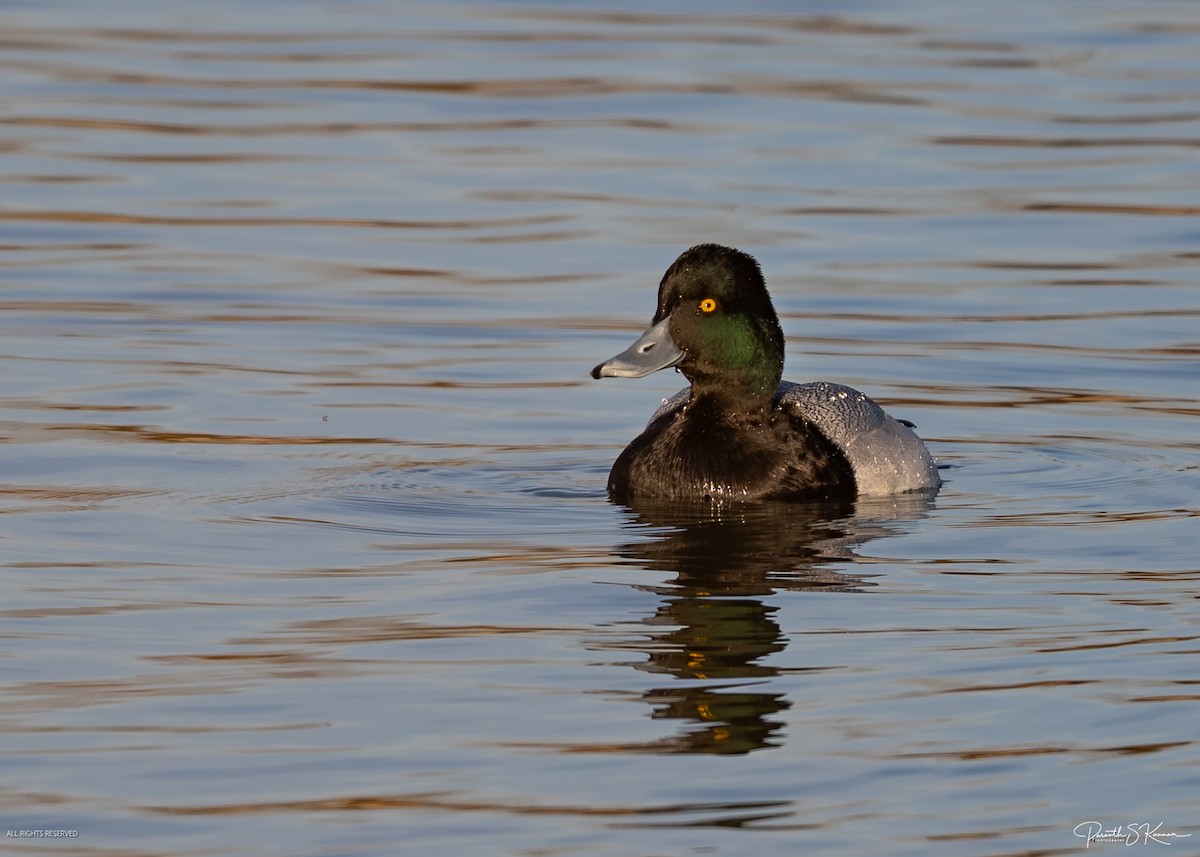 Lesser Scaup - ML651830995