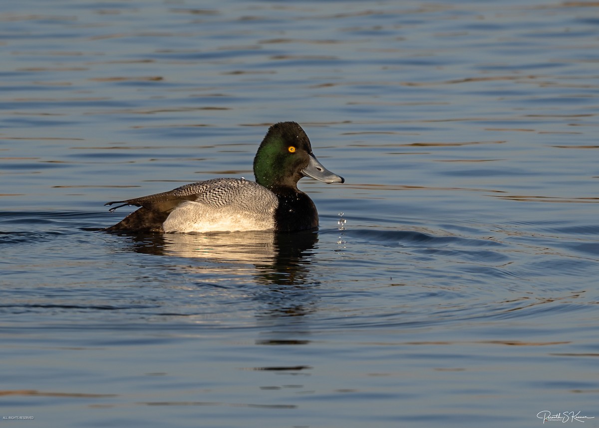 Lesser Scaup - ML651830996