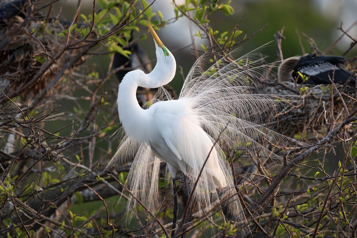 Great Egret (American) - ML651831445