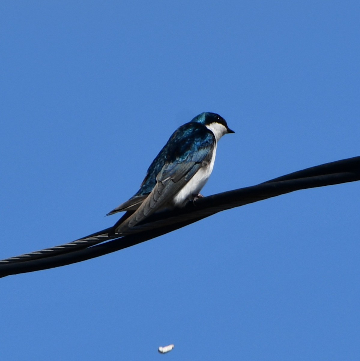 Tree Swallow - ML651832225