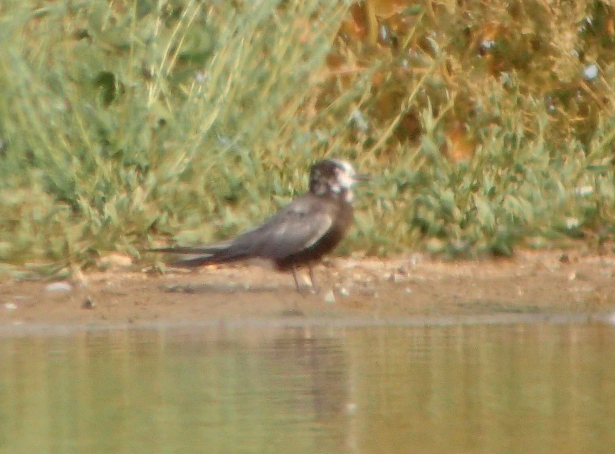 Black Tern - ML65183301