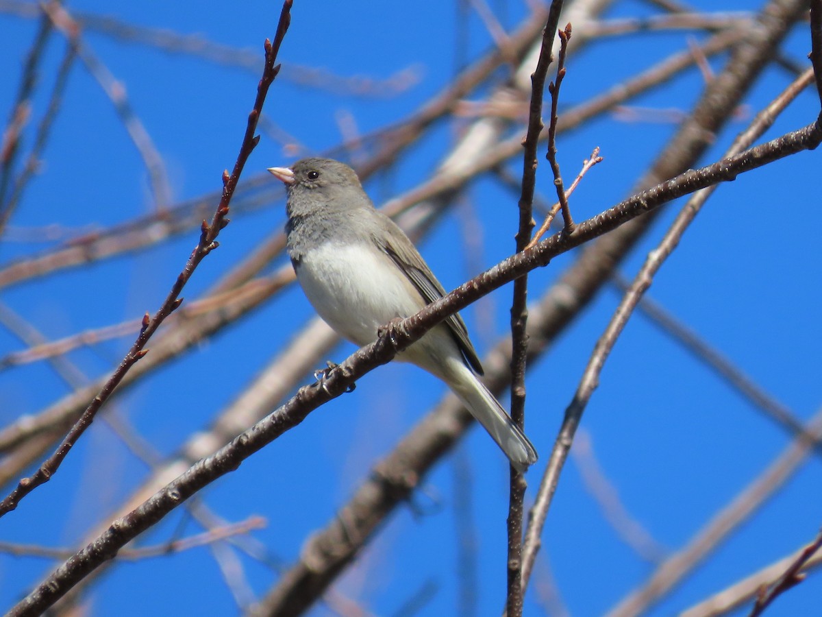 Dark-eyed Junco - ML651833010