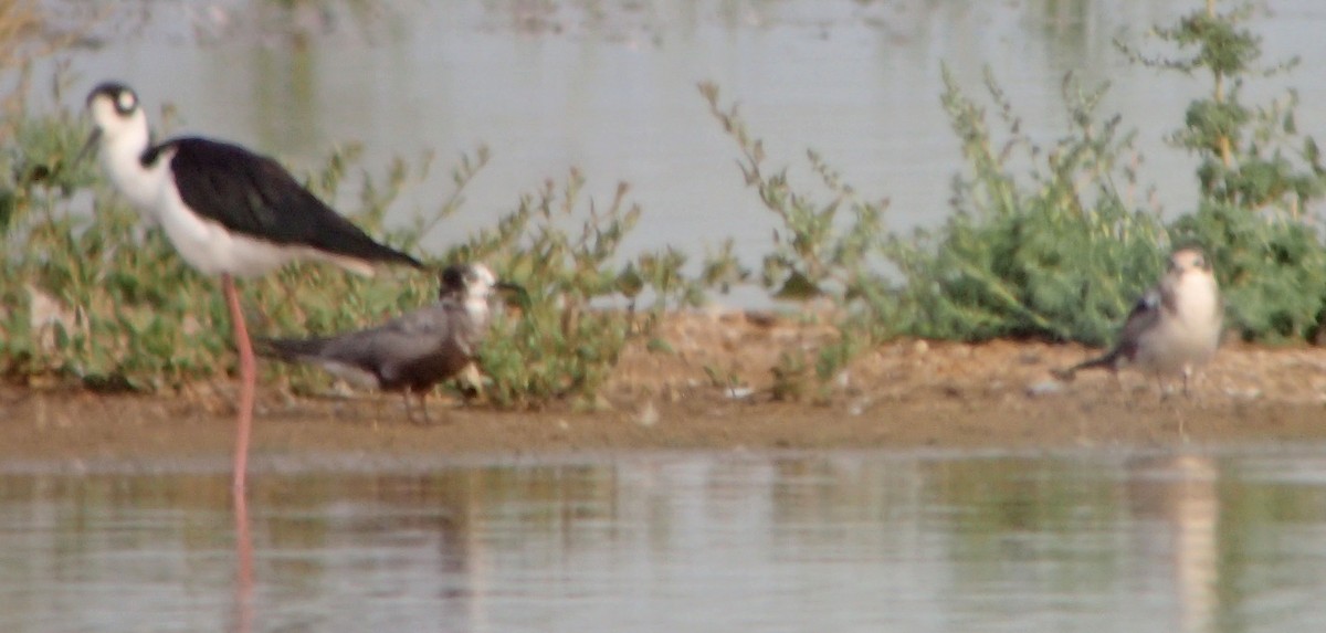 Black Tern - ML65183311