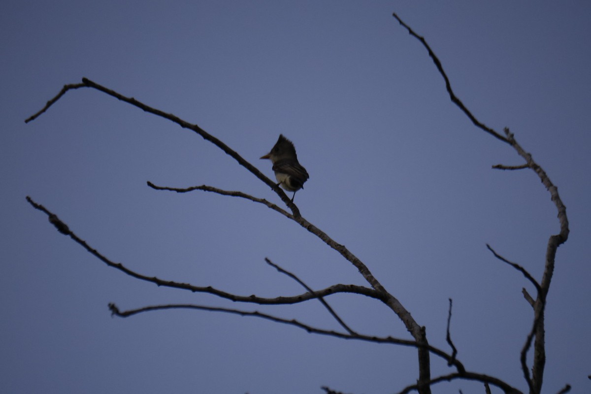 Greater Pewee - ML651833467