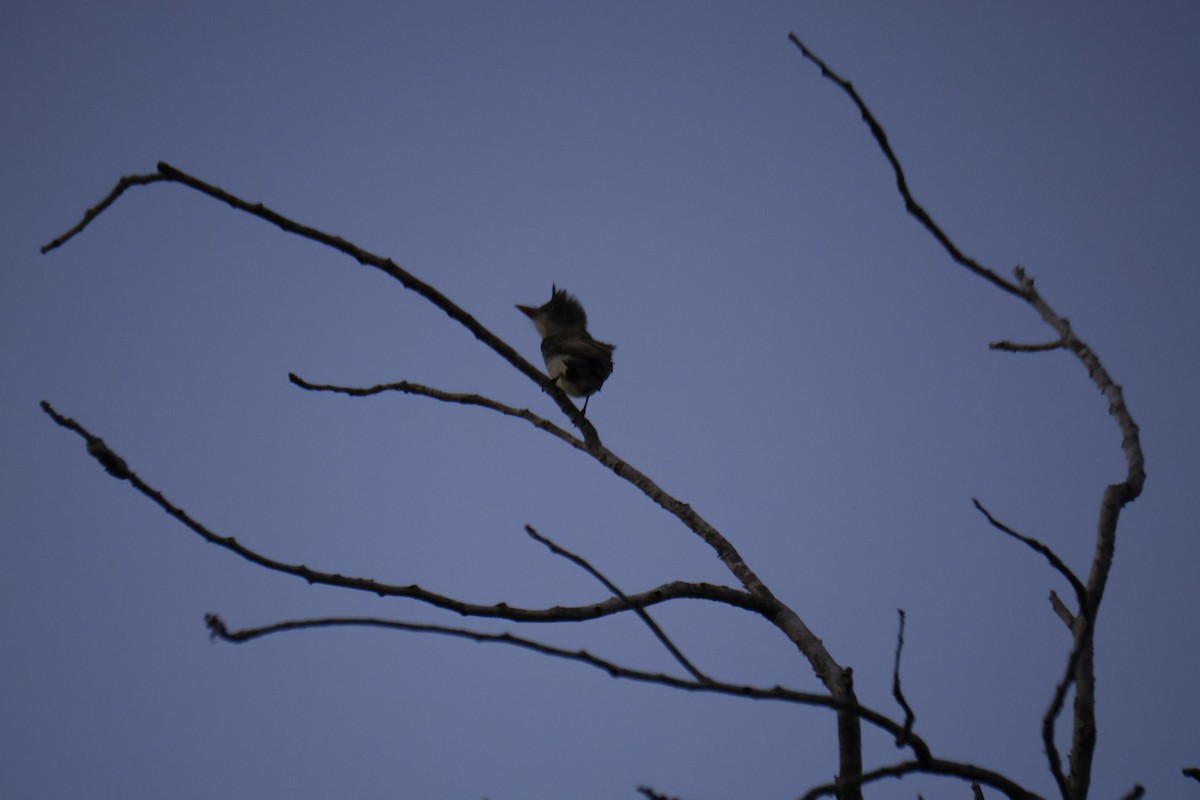 Greater Pewee - ML651833468