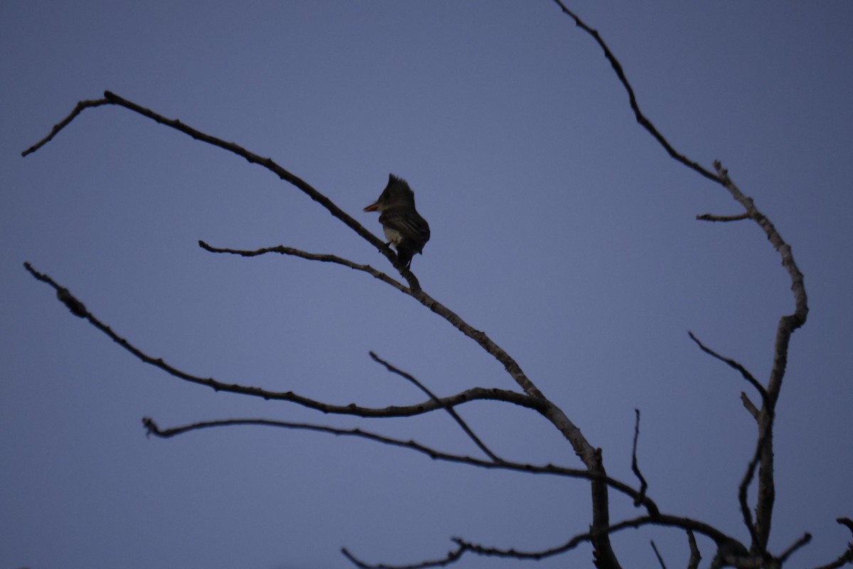 Greater Pewee - ML651833469