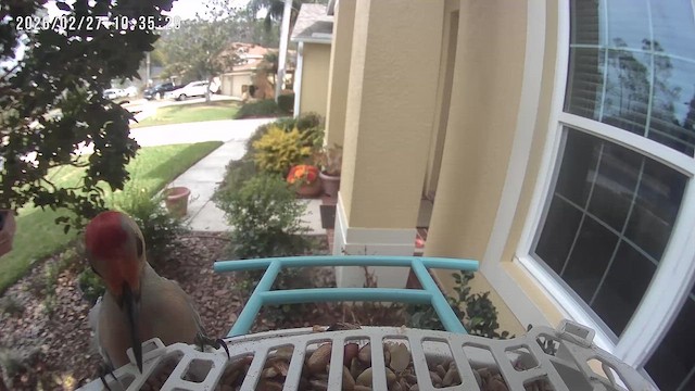 Red-bellied Woodpecker - ML651834034