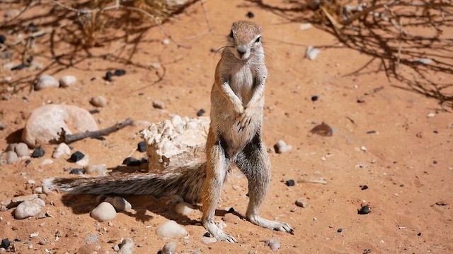 South African Ground Squirrel - ML651834683