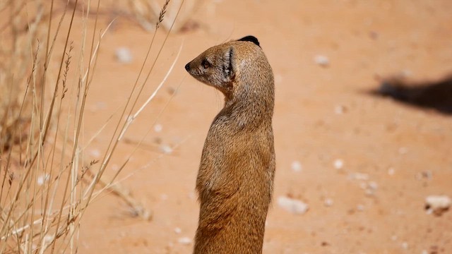 Yellow Mongoose - ML651834750