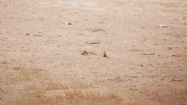 South African Ground Squirrel - ML651834759
