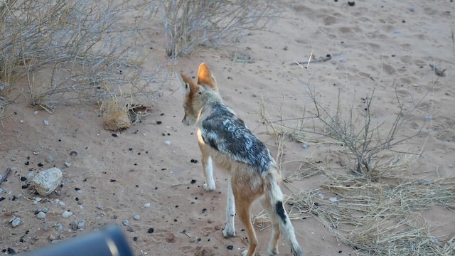 kara sırtlı çakal - ML651834761