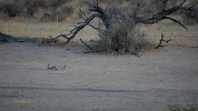 kara sırtlı çakal - ML651834776