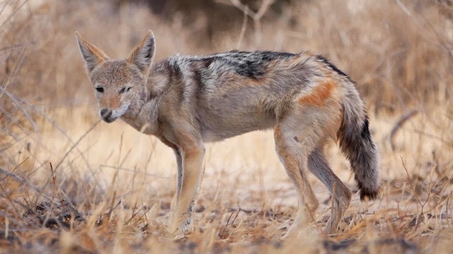 kara sırtlı çakal - ML651834797