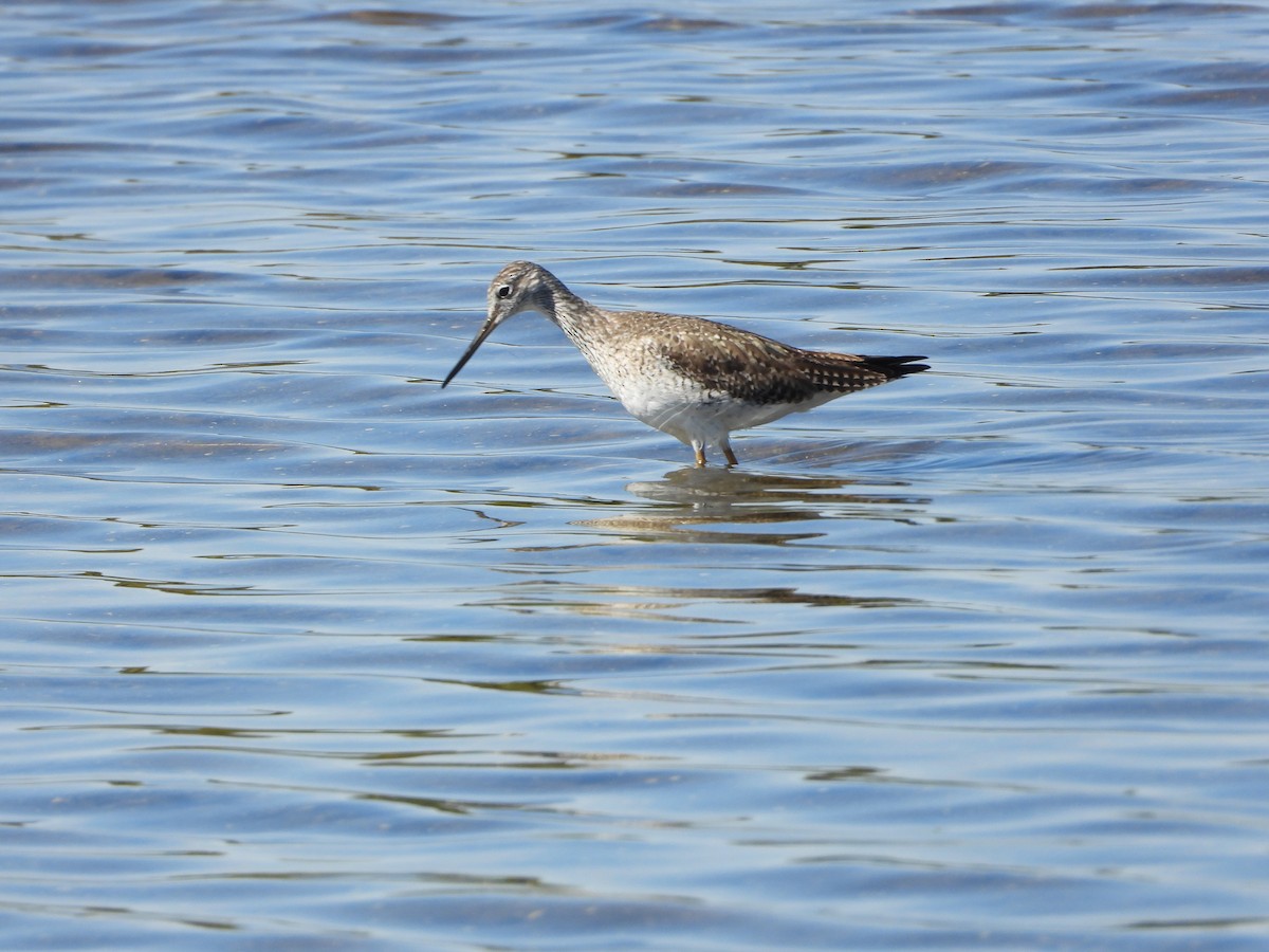Greater Yellowlegs - ML651834874