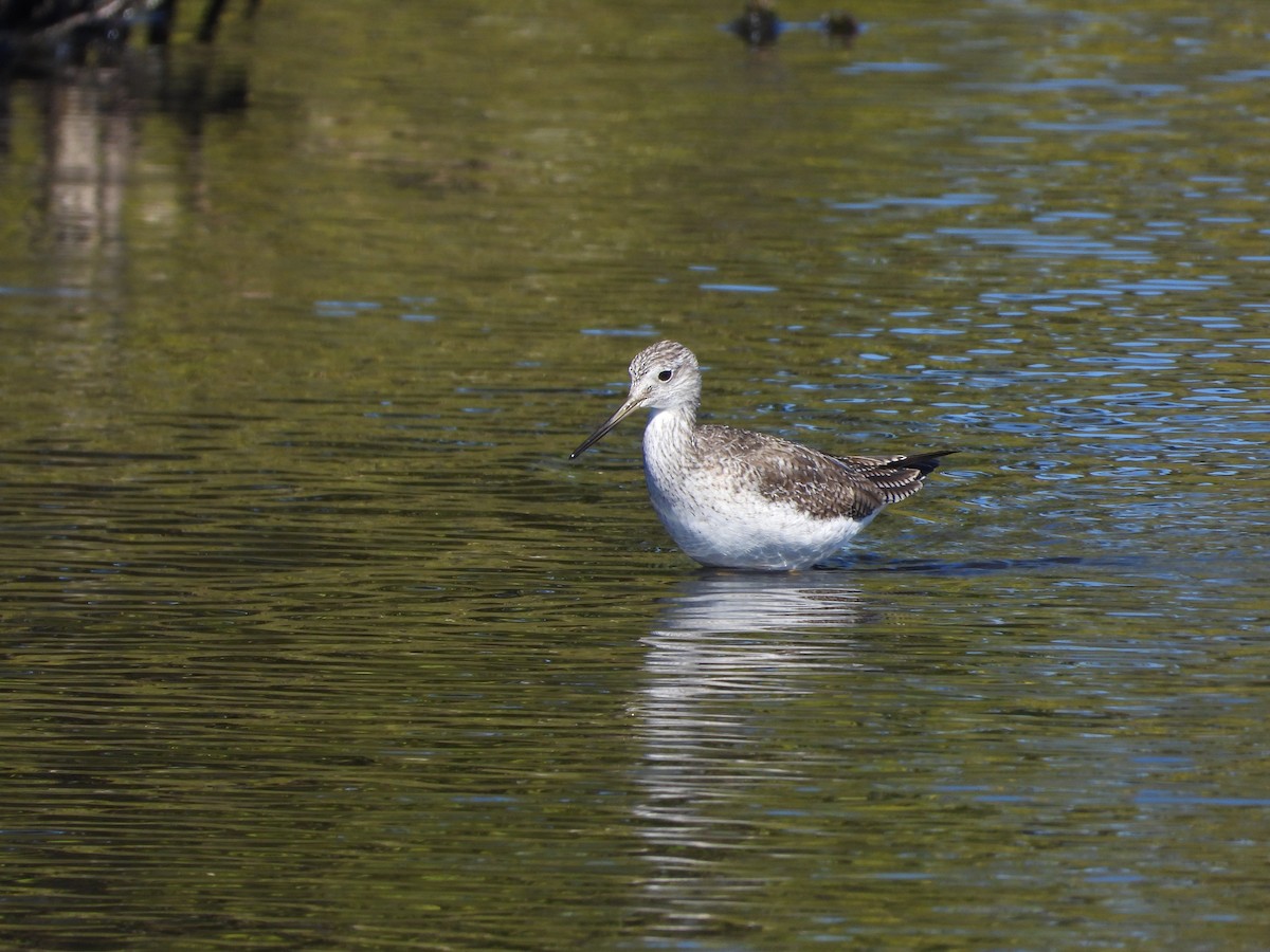 Greater Yellowlegs - ML651834876