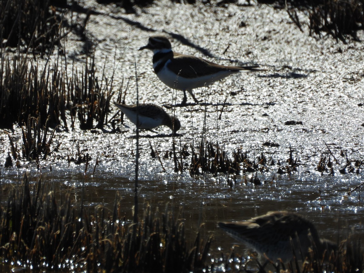 Least Sandpiper - ML651834880