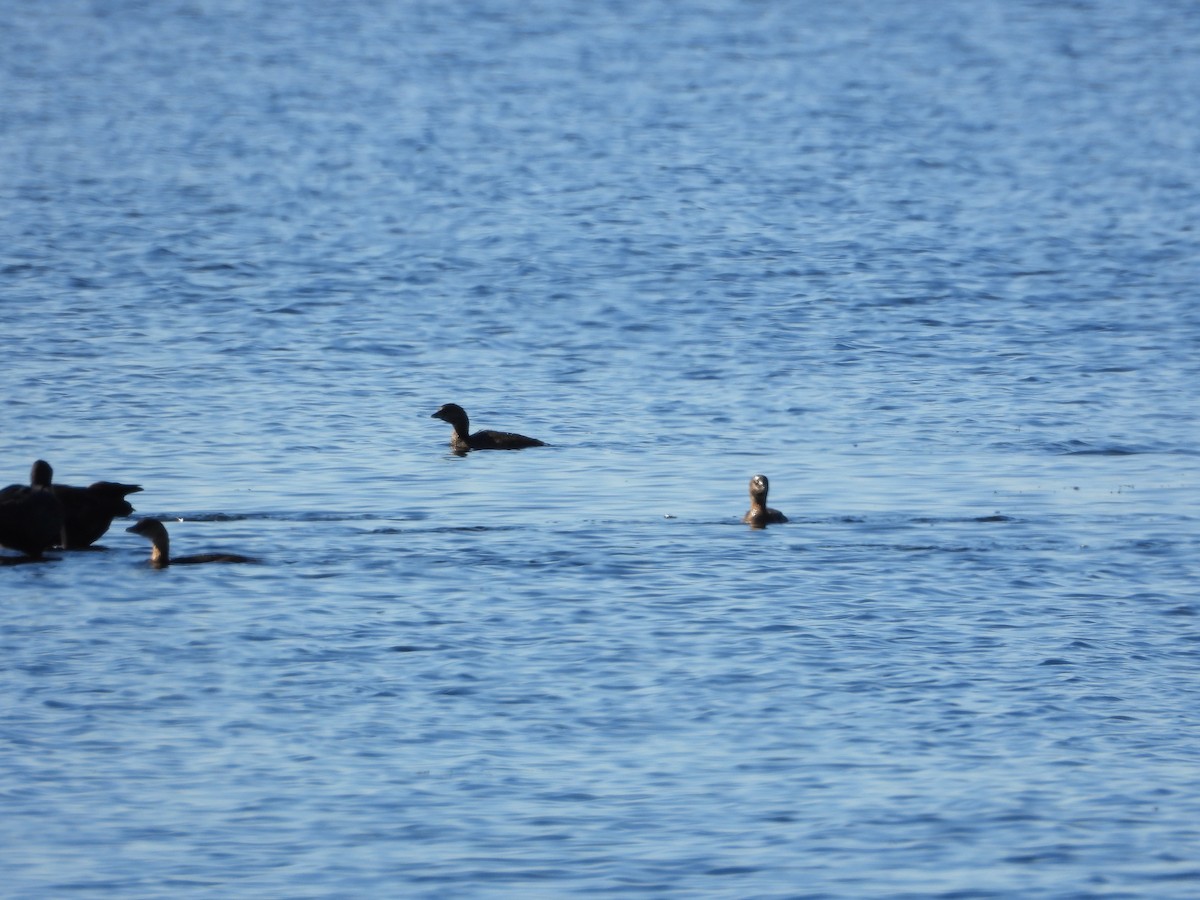 Pied-billed Grebe - ML651834887