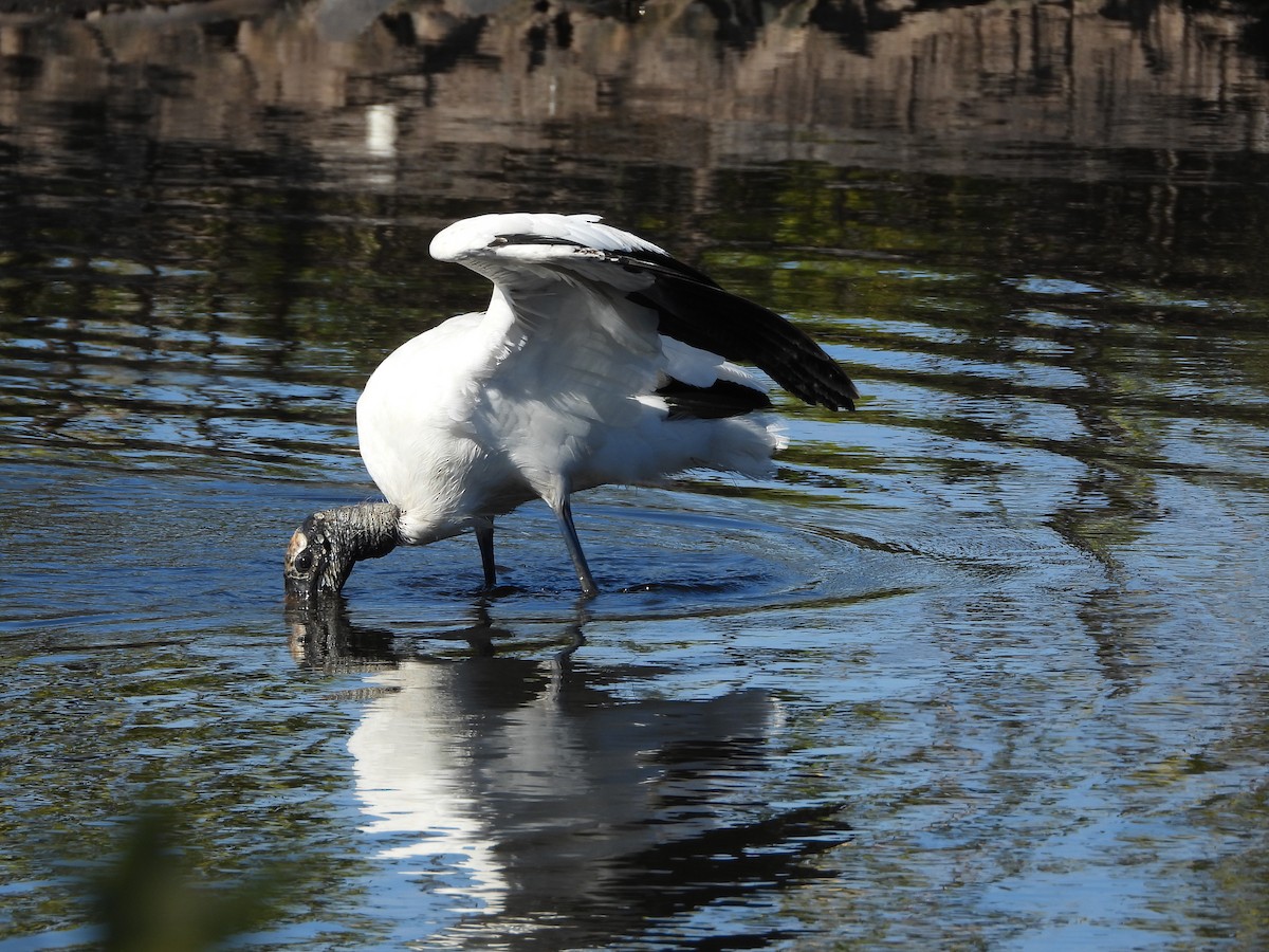 Wood Stork - ML651834896